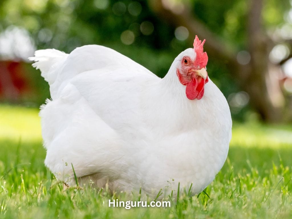 White Chicken Breeds: Top 15 Picks for Backyard Flocks 4 Rhode Island White