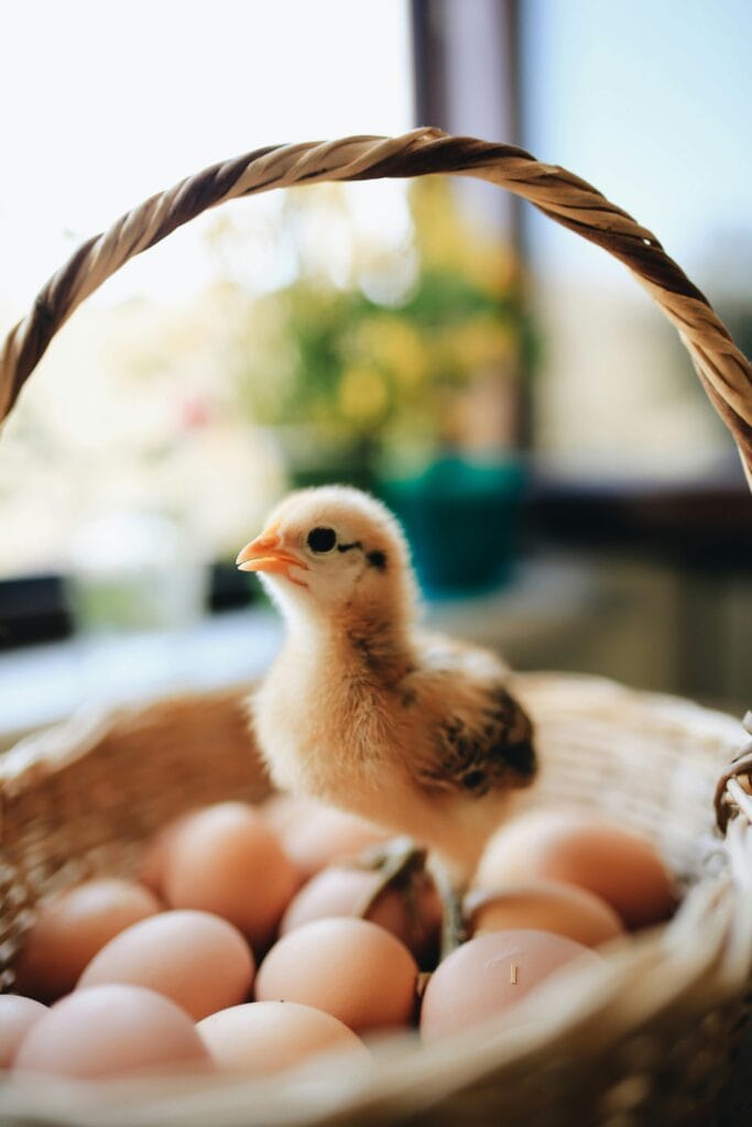 The Absolute Guide to Incubate Chicken Eggs: Here's What You Need To Know!