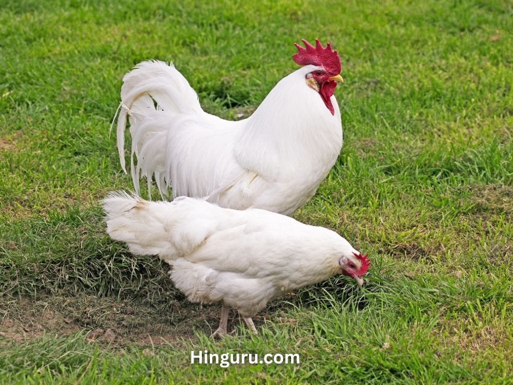 White Chicken Breeds: Top 15 Picks for Backyard Flocks 3 White Leghorn