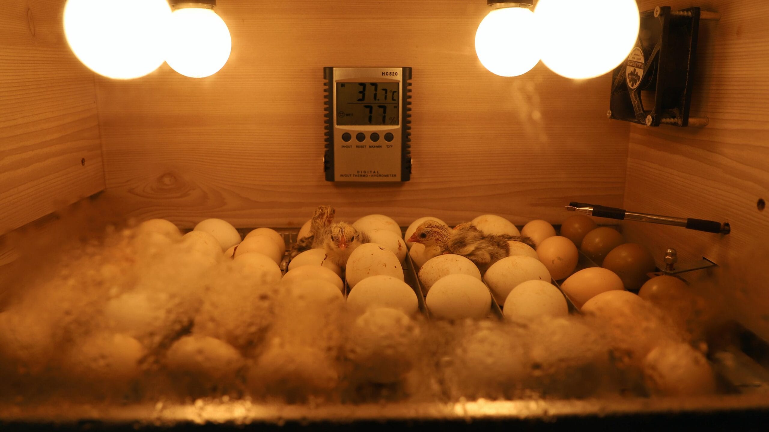 The Absolute Guide to Incubate Chicken Eggs: Here's What You Need To Know! 3 Incubate chicken eggs