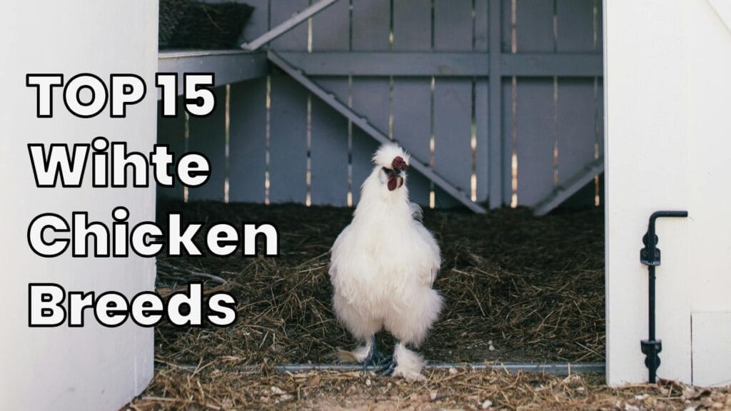 TOP 15 White Chicken Breeds