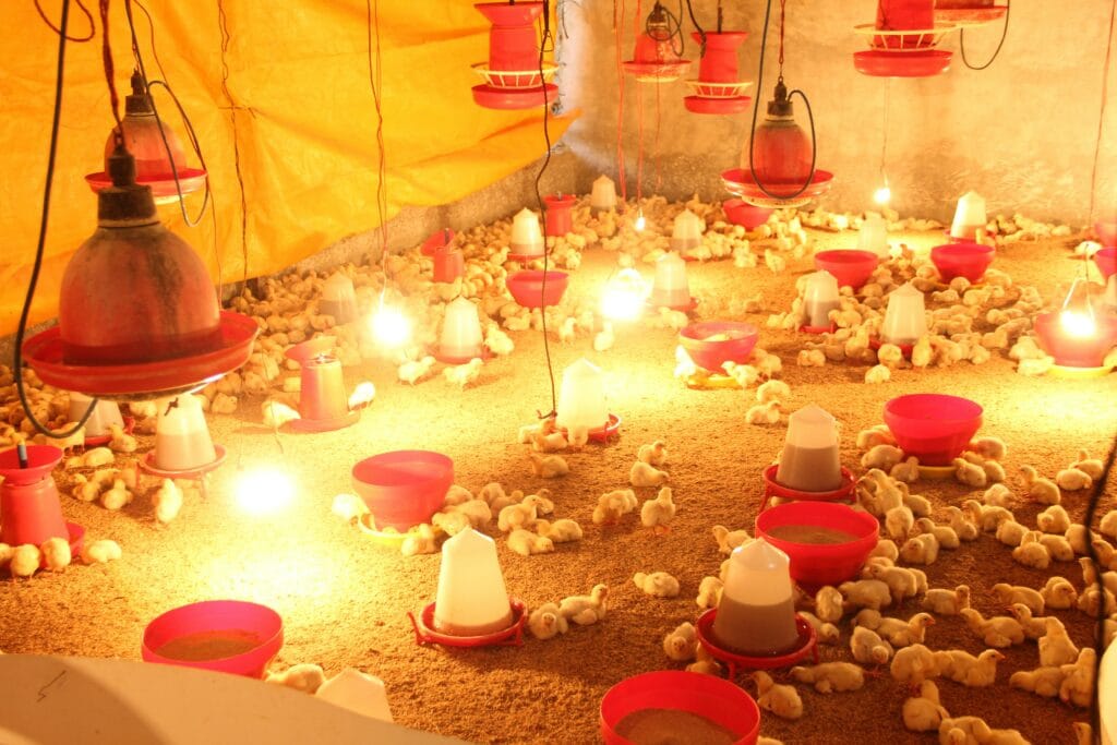 The Absolute Guide to Incubate Chicken Eggs: Here's What You Need To Know! 4 The Absolute Guide to Incubate Chicken Eggs: Here's What You Need To Know!