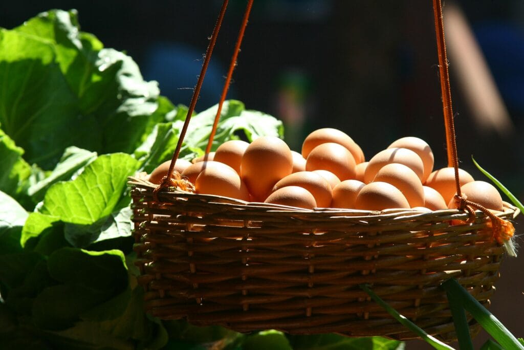 Cinnamon Queen Chickens: Your Complete Guide to the Ultimate Egg-Laying Breed 3 Cinnamon Queen Chickens: Your Complete Guide to the Ultimate Egg-Laying Breed