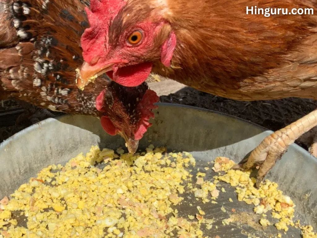 Can Chickens Eat Eggs? Health Benefits, Risks & Feeding Guide 4 Can Chickens Eat Eggs