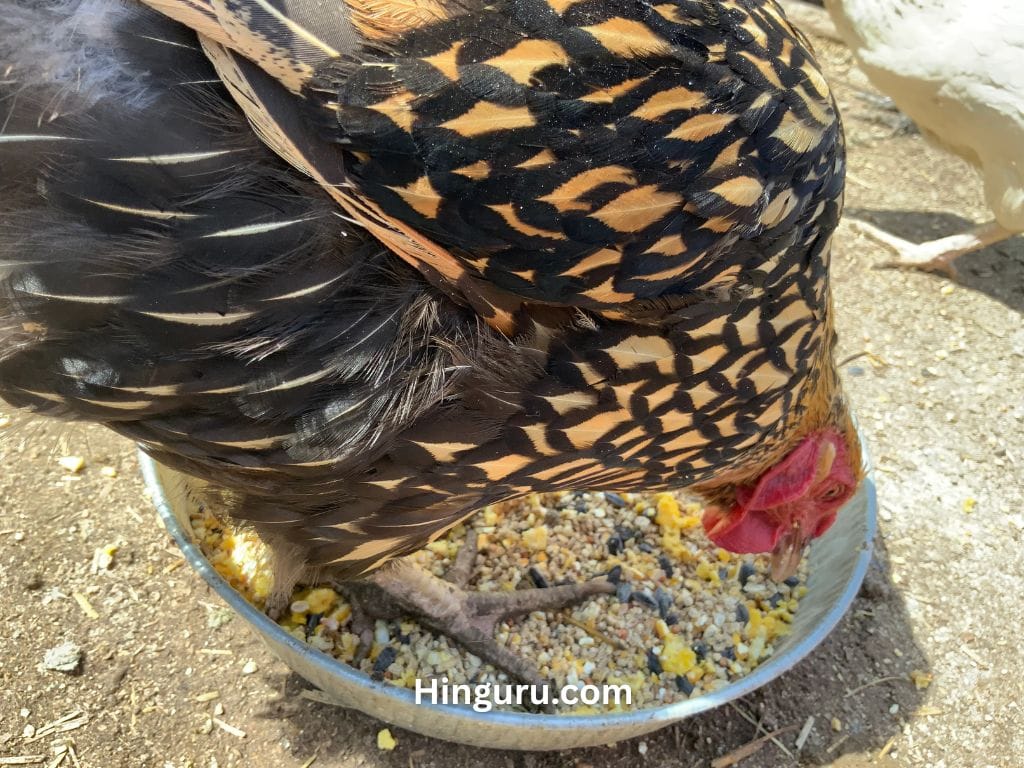 Can Chickens Eat Eggs? Health Benefits, Risks & Feeding Guide 3 Can Chickens Eat Eggs? Health Benefits, Risks & Feeding Guide