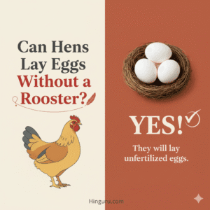 Can Hens Lay Eggs Without a Rooster? The Complete Truth About Egg Production 3 Can hens lay eggs without a rooster?